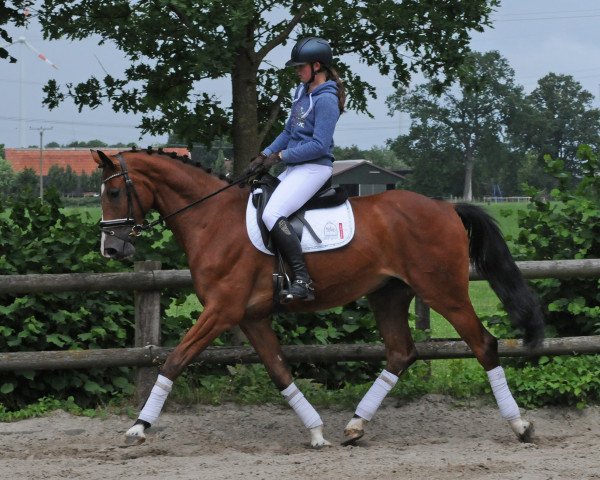 horse Wallach von Cordobes/Le Primeur (Westphalian, 2014, from Cordobes I)