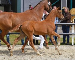 broodmare Navannah (KWPN (Royal Dutch Sporthorse), 2018, from Secret)