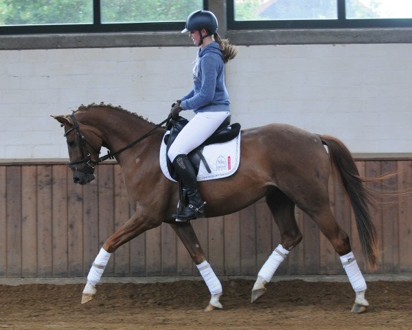 dressage horse Wallach von Livaldon/Werther (Hanoverian, 2014, from Livaldon)