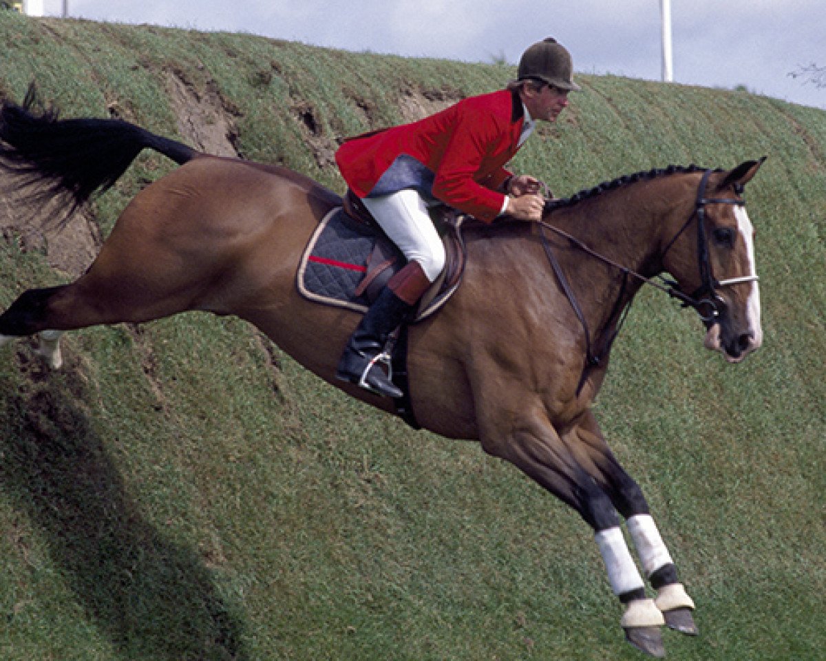 horse Apollo (KWPN (Royal Dutch Sporthorse), 1975, from Erdball xx)