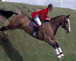 horse Apollo (KWPN (Royal Dutch Sporthorse), 1975, from Erdball xx)