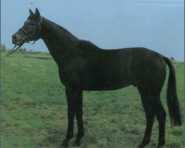 stallion Rienzi xx (Thoroughbred, 1986, from Wildschütz xx)