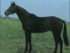 stallion Rienzi xx (Thoroughbred, 1986, from Wildschütz xx)