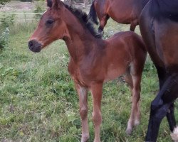 broodmare Fräulein Liermann (German Sport Horse, 2018, from Fürst Wettin)