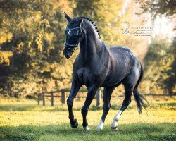 dressage horse Whiteline (Hanoverian, 2004, from Worldly I)