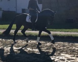 broodmare Fairytale (Westphalian, 2015, from Follow Me OLD)