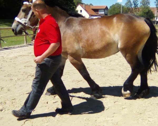 broodmare Fiona (Rhenish-German Cold-Blood, 2015, from Flemming)