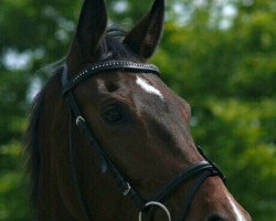 broodmare Bella Donna (Oldenburg, 2011, from Bailamos Biolley)