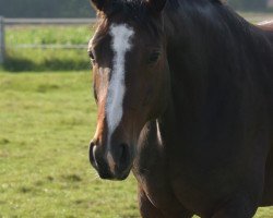 horse Alischa (Hannoveraner, 2000, from Argentinus)