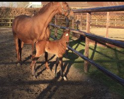 Springpferd Mandy (Westfale, 2001, von Monsieur AA)