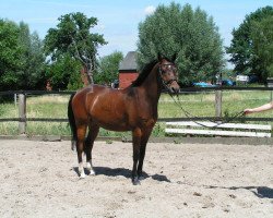 dressage horse Deluxe Parfait (German Riding Pony, 2007, from Der feine Lord AT)