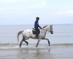 dressage horse Leonidas 113 (Westphalian, 2007, from Glock's Lord of Loxley)