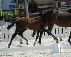 dressage horse Hengst von Diamond Deluxe (Westphalian, 2018, from Diamond Deluxe 3)