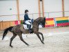 dressage horse Pascal (polish noble half-breed, 2004, from Woland)