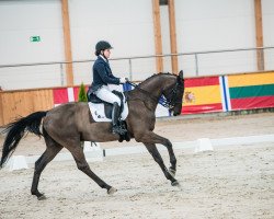 dressage horse Pascal (polish noble half-breed, 2004, from Woland)