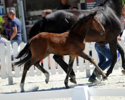 broodmare Delores Deluxe (Westphalian, 2018, from Diamond Deluxe)