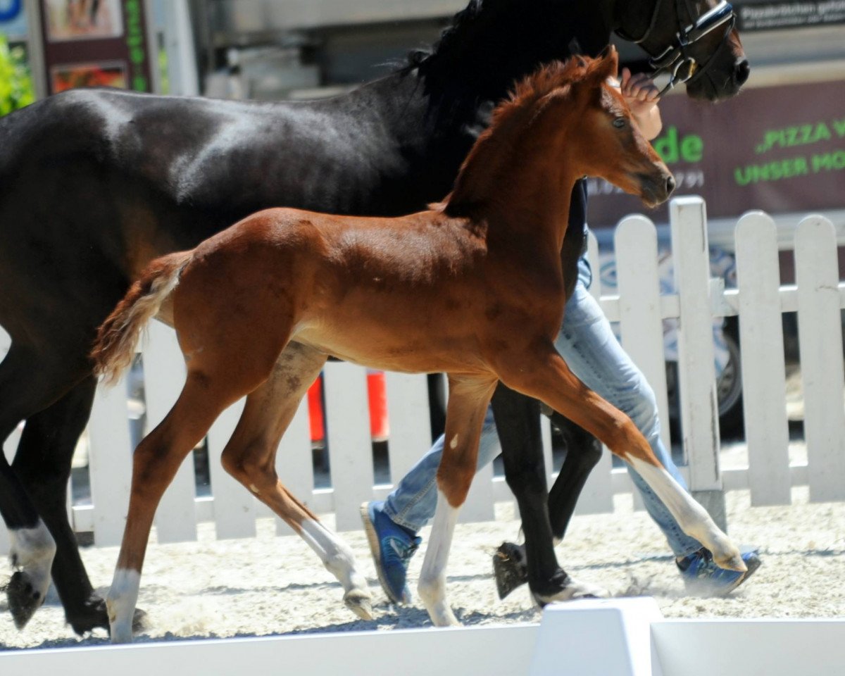 dressage horse Stute von For Final (Westphalian, 2018, from For Final)