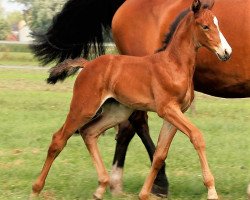 broodmare Amiri Siraxta Z (Zangersheide riding horse, 2018, from Adzaro de l'Abbaye)