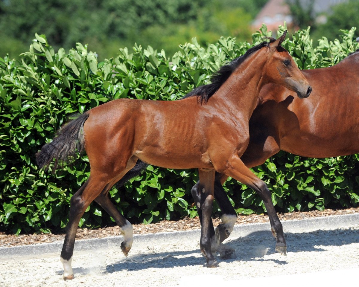 dressage horse Stute von Don Indigo / Biasini (Westphalian, 2018, from Don Indigo)