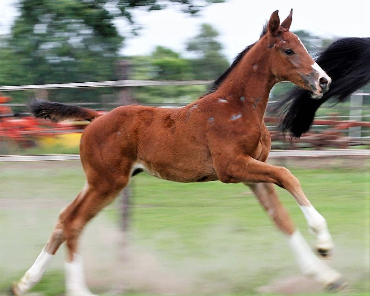 Springpferd Okolosi Siraxta (Zangersheide Reitpferd, 2018, von Ogano Sitte)