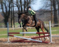 horse Bender Zett (German Warmblood, 2001, from Sioux)