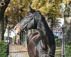 broodmare Germania (Westphalian, 1991, from Grosso Z)