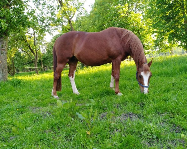 broodmare Römerhof's Dancing Girl (German Riding Pony, 2003, from Black Boy)