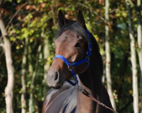 horse Atrice xx (Thoroughbred, 2014, from Canford Cliffs xx)