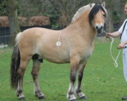 horse Bouvard Nelly (Fjord Horse, 2013, from Bren)