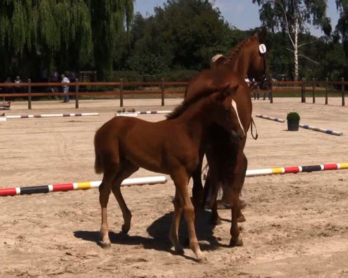 horse Stute von Baron (DK) / Londonderry (Westphalian, 2018, from Blue Hors Baron)