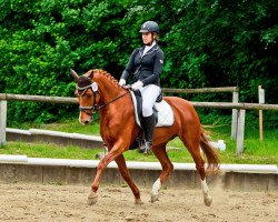 broodmare Fehkamps Merry Lee (German Riding Pony, 2007, from Lajunen)