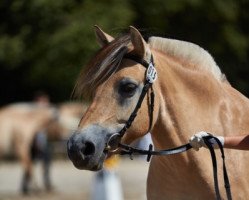 broodmare Jarla (Fjord Horse, 2013, from Dylix)