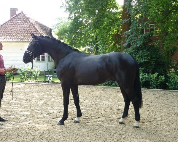 dressage horse Hengst von De Niro x His Highness (Hanoverian, 2016, from De Niro)