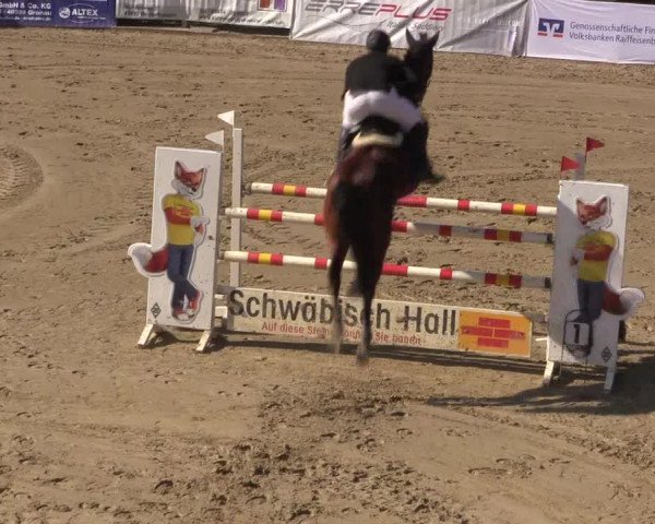 Reitturnier Buchenhof-Ibbenbüren 2017