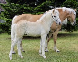 Zuchtstute Amira (Haflinger, 2018, von Angelo Boy)