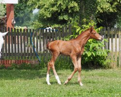 dressage horse Hengst von Backround HBS / Dark Fire (Westphalian, 2018, from HBS Backround)