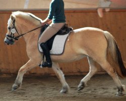 broodmare Henny (Fjord Horse, 2013, from Damar)