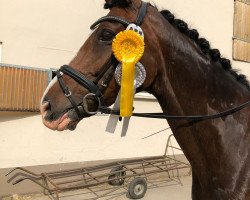 dressage horse Donnerwetter 64 (Oldenburg, 2006, from Don Laurie 143 FIN)