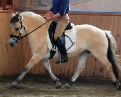 broodmare Lavanda LGKS (Fjord Horse, 2012, from Valør Halsnæs)