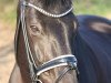 dressage horse Marie - Huana (Bavarian, 2011, from L'espoir)