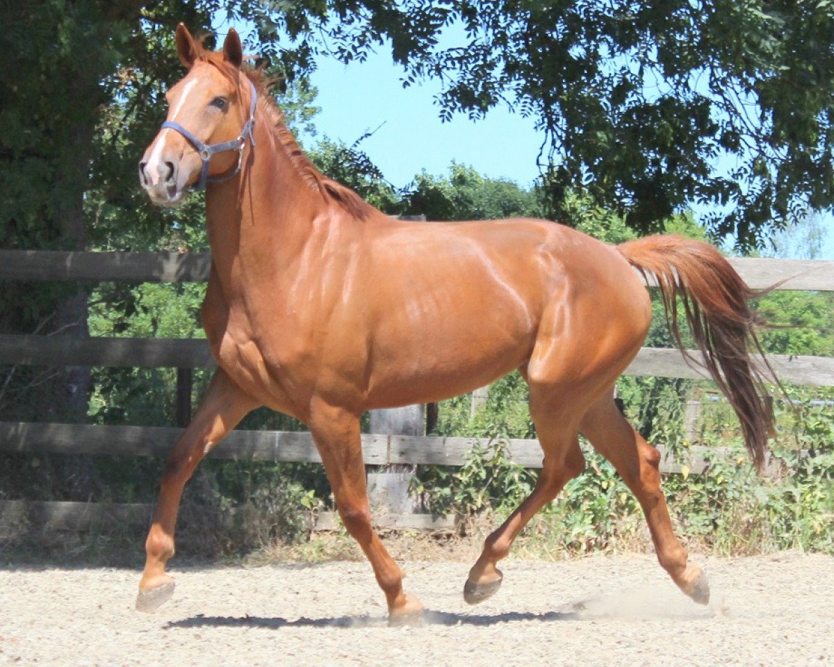 jumper Jalista (KWPN (Royal Dutch Sporthorse), 2014, from Glasgow van het Merelsnest)