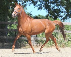 jumper Jalista (KWPN (Royal Dutch Sporthorse), 2014, from Glasgow van het Merelsnest)