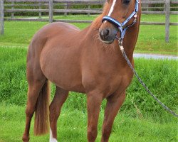 dressage horse Montgomery 93 (German Riding Pony, 2005, from Martini)