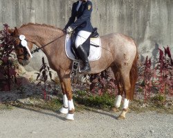 dressage horse Equinox Remember me (German Riding Pony, 2011, from FS Dancing Boy)