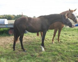 Zuchtstute Dark Rock Z (Zangersheide Reitpferd, 2017, von Dominator 2000 Z)