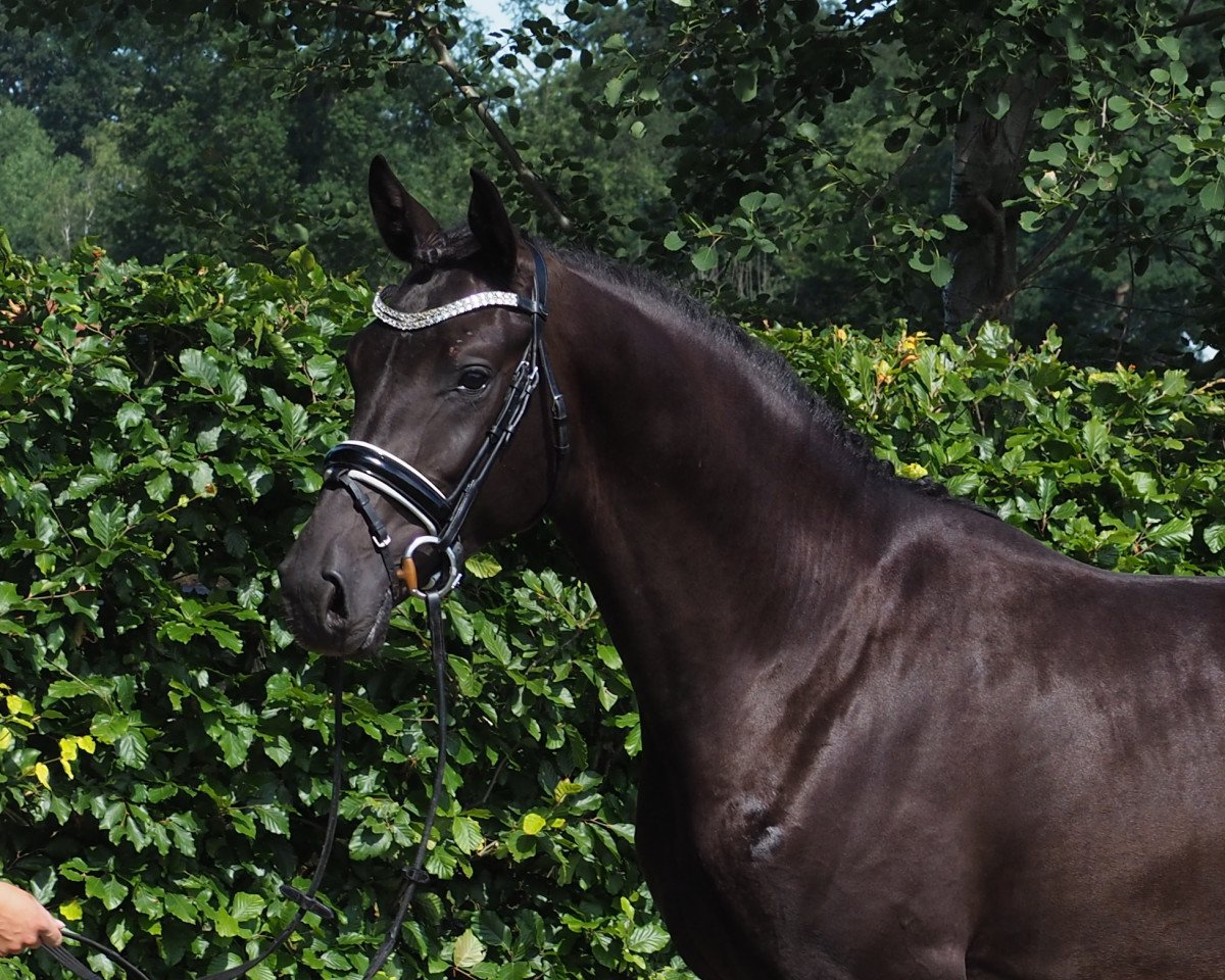 dressage horse Cafe Noir 3 (Oldenburg show jumper, 2016, from Cafe au lait 2)