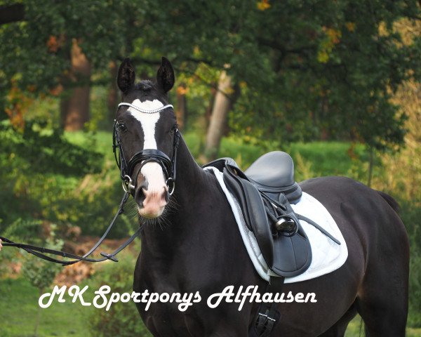horse Kasimir (German Riding Pony, 2015, from Steerwolde's V.I.P.)
