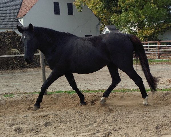 broodmare Weruschka (Hanoverian, 2001, from Woronow)