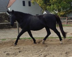 broodmare Weruschka (Hanoverian, 2001, from Woronow)