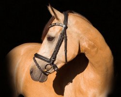 dressage horse Campino de Luxe (German Riding Pony, 2011, from FS Champion de Luxe)